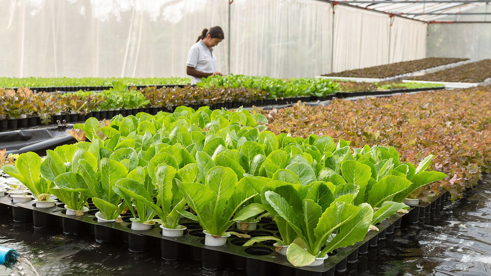 Image of greenhouse lettuce production. 