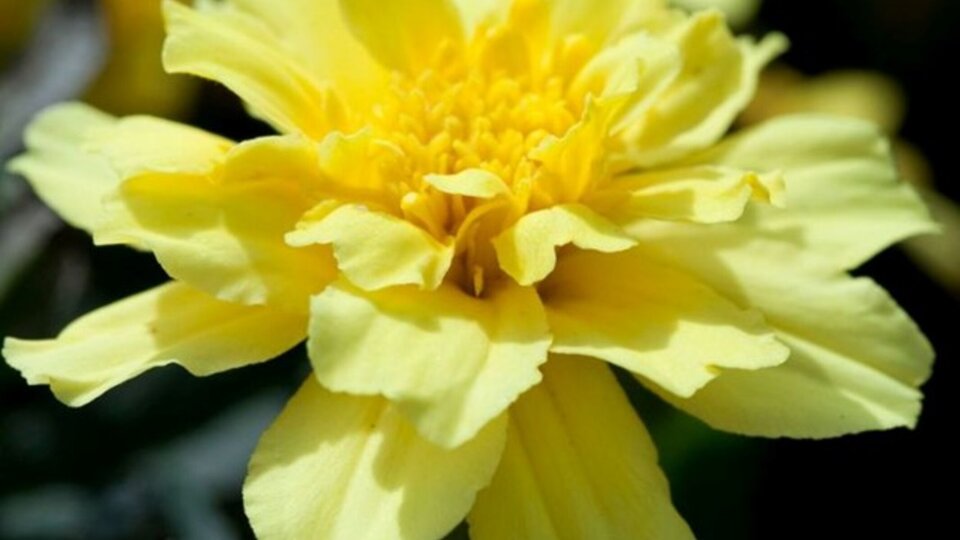 Photo of Alumia Vanilla Cream Marigold flower