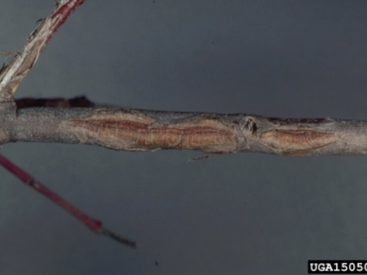 canker wounds on a tree branch