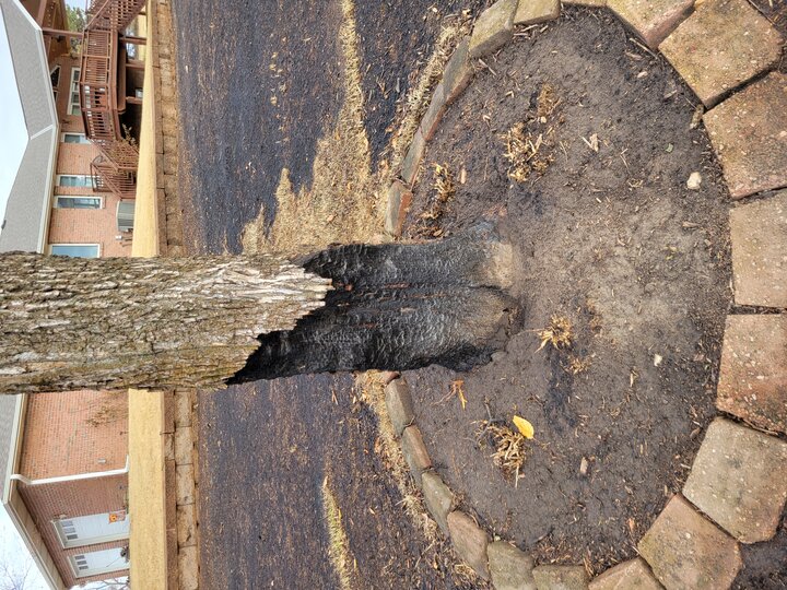 blackened trunk of a tree from a wildfire