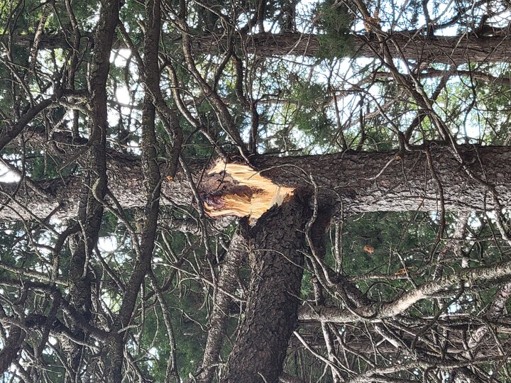 tree branch broken and a large wound is left in the trunk