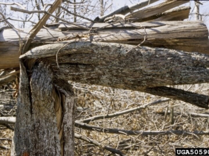tree trunk bent in half from tornado damage