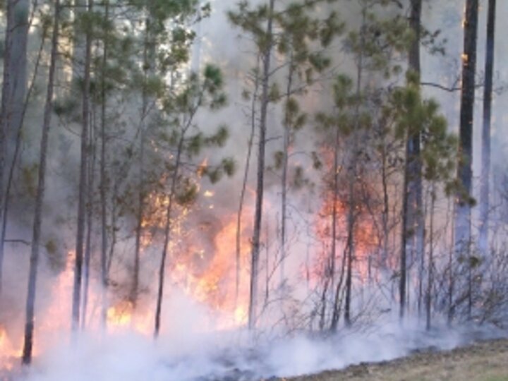 wildfire through trees on the edge of the road