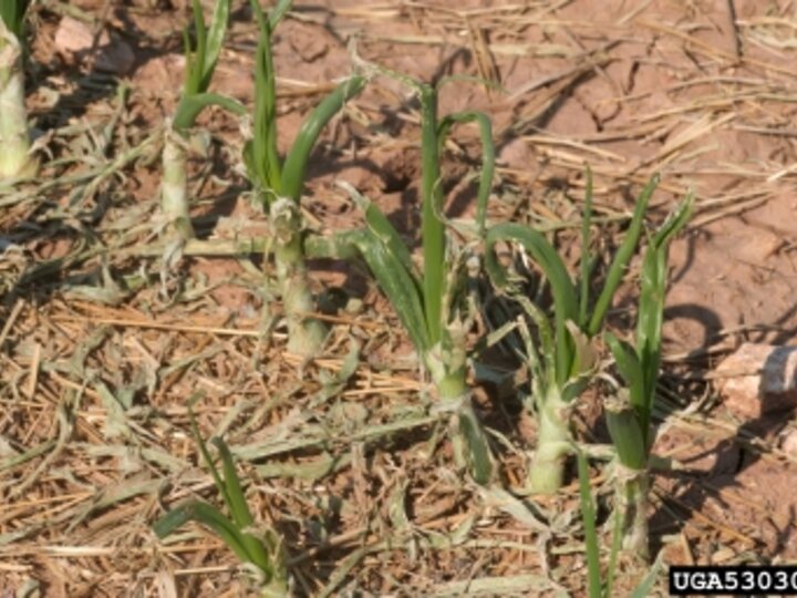 onion plants turning brown and torn at the top from hail