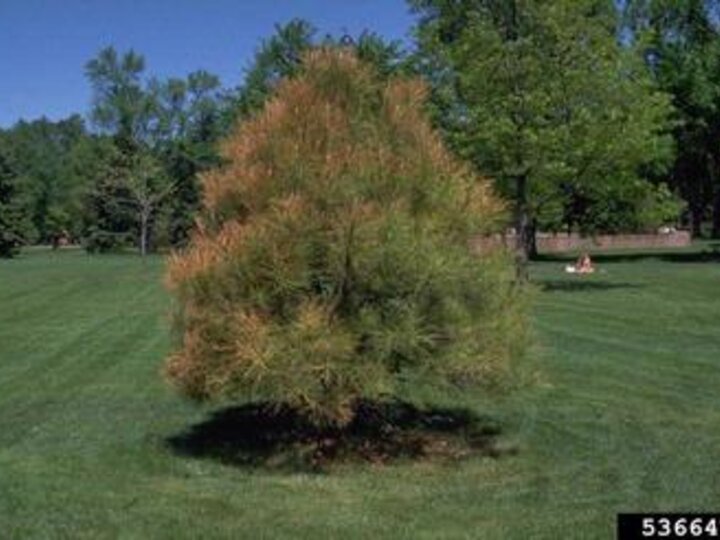 pine tree with brown needles along the edges