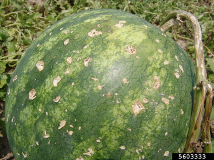 holes in the rind of a watermelon from hail