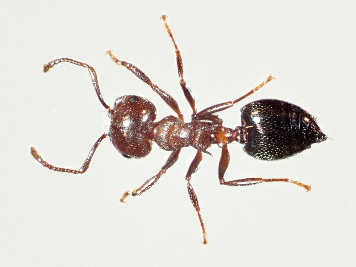 Image of an acrobat ant. 