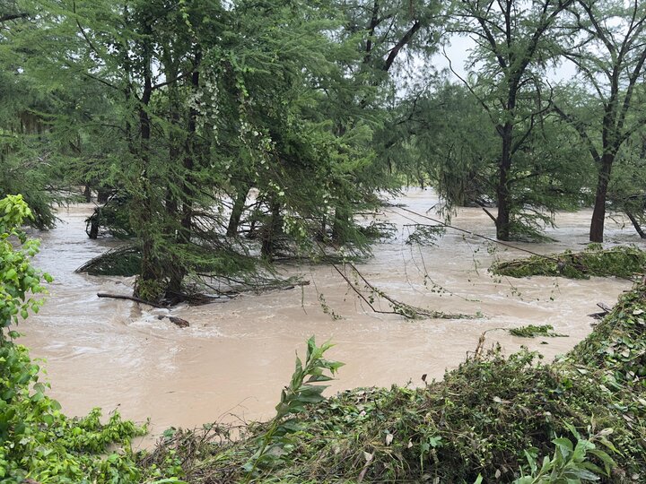 flood waters around trees