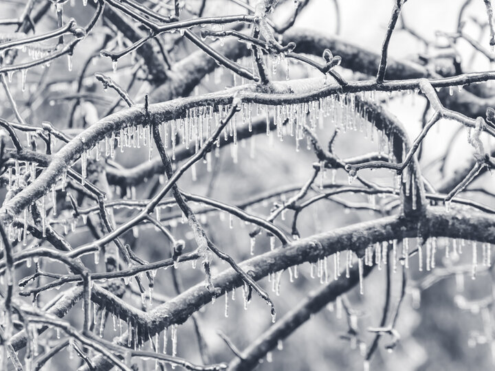 Freezing rain on tree branches
