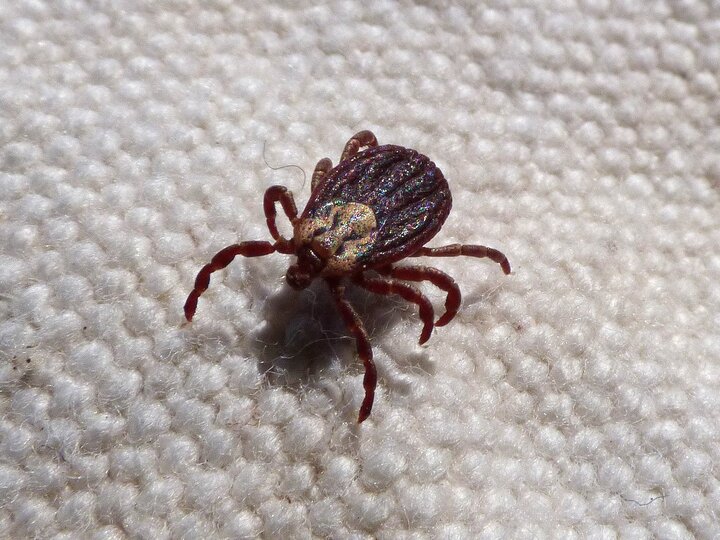 Image of an American dog tick. 