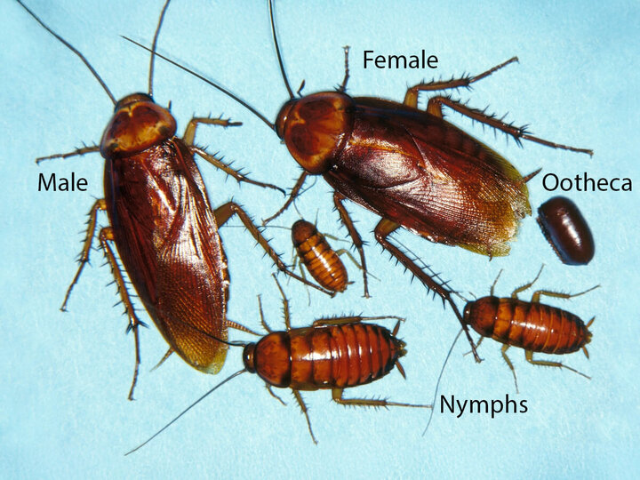 Image of American roach life stages. 