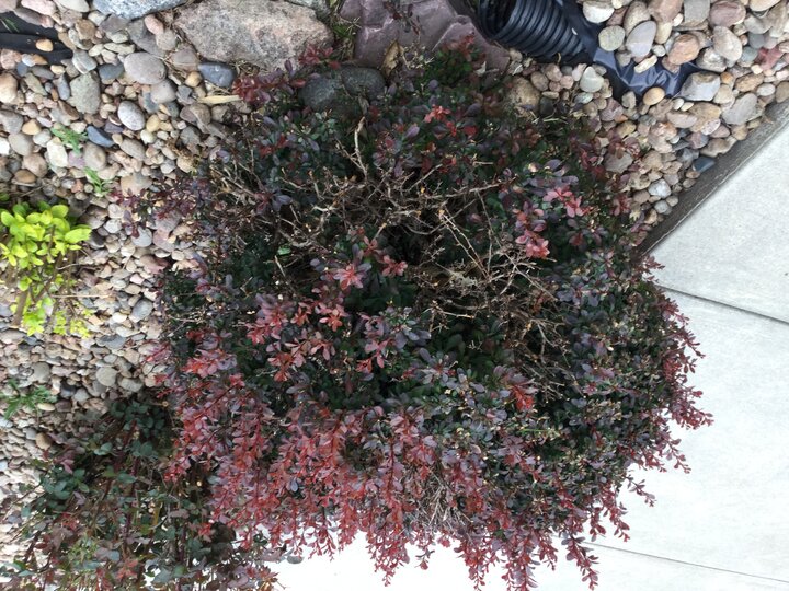 bare areas in the canopy of a barberry shrub.