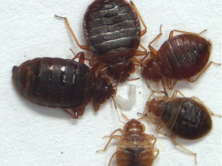 Image of bed bug life stages