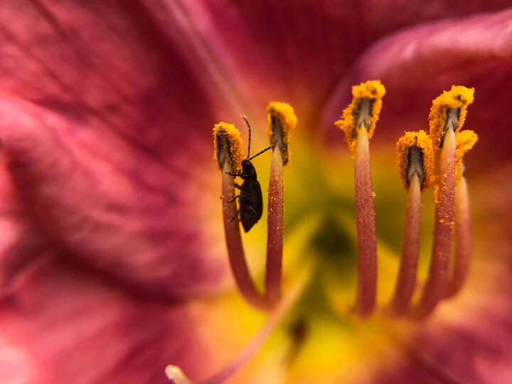 Image of a beetle eating pollen.