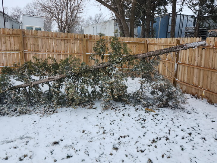 Tree broken from blizzard