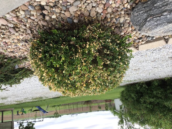 brown patches throughout the canopy on boxwood leaves