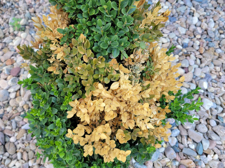 Image of boxwood winter desiccation. 