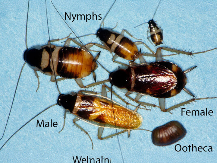 Image of brownbanded cockroach life stages.