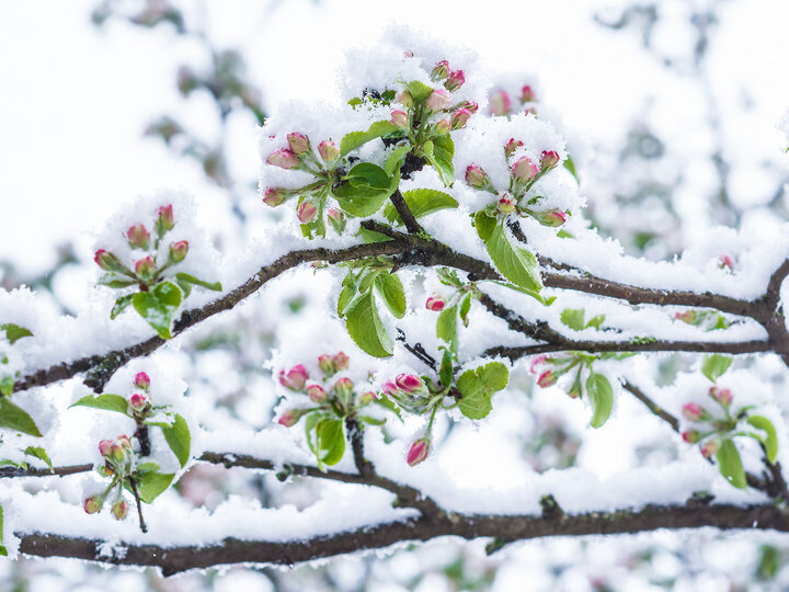 Image of snow on crabapple flowers. 