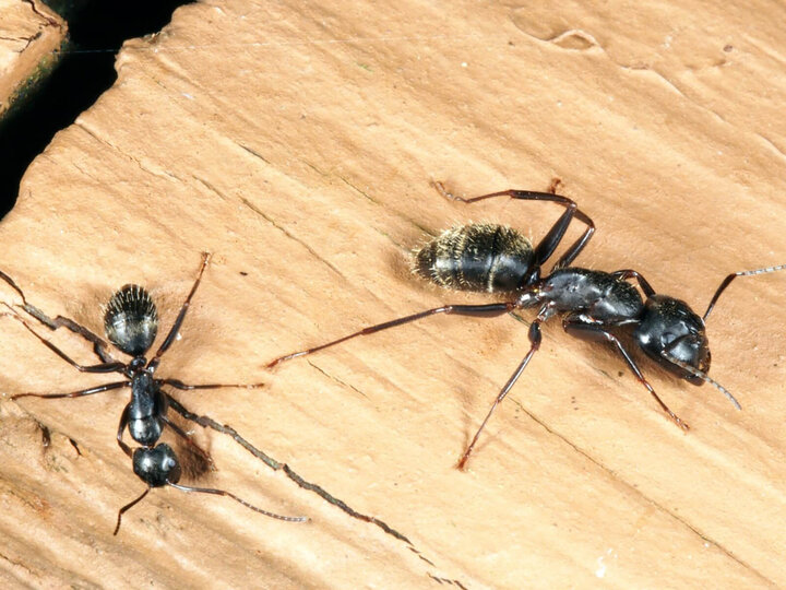 Image of black carpenter ants. 