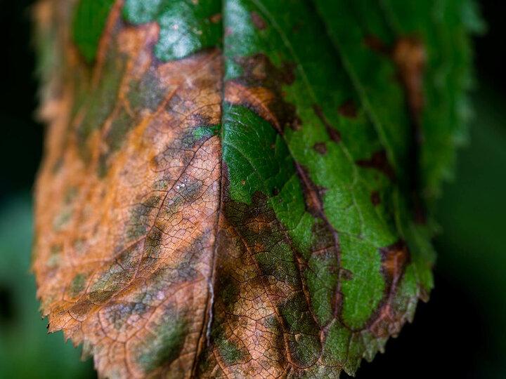 Image of herbicide damage on a cherry leaf. 