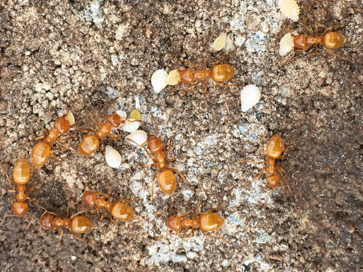 Image of citronella ants farming root aphids. 