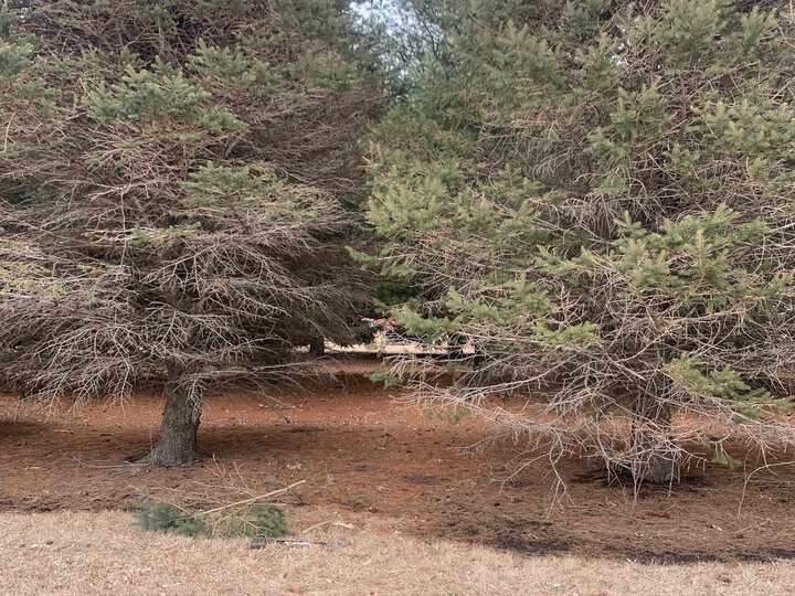 Image of dormant, drought-stressed turf and drought induced canker infections on spruce trees. 