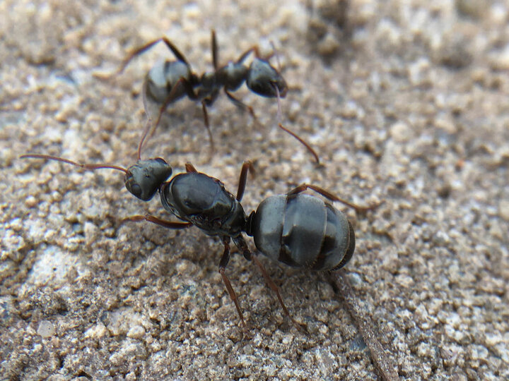 Image of field ants. 