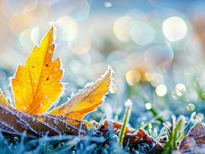 Image of frost on turfgrass and leaves. 