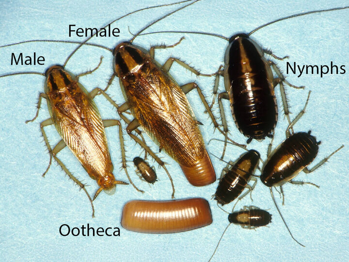 Image of German cockroaches life stages. 