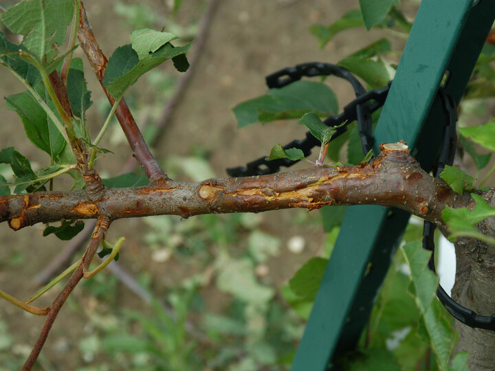 Image of hail damage on apple stem. 