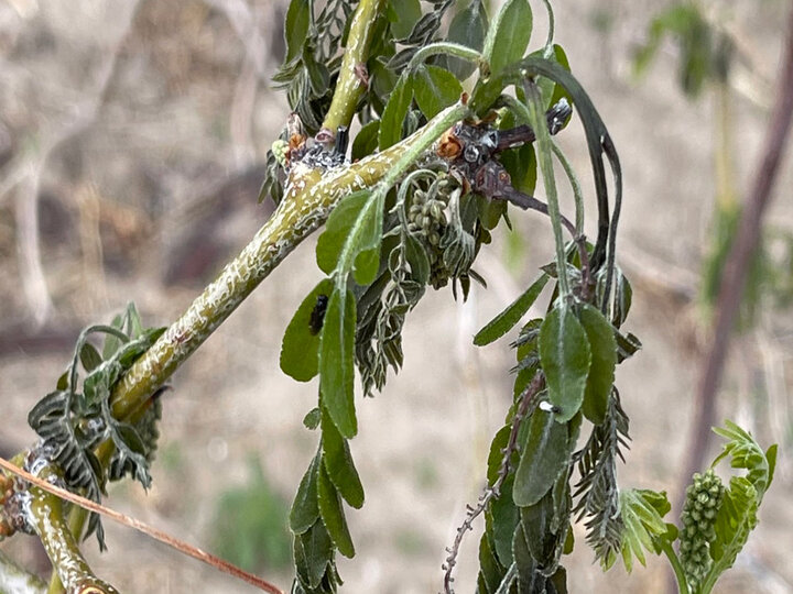 Image of freeze damage on honeylocust foliage. 