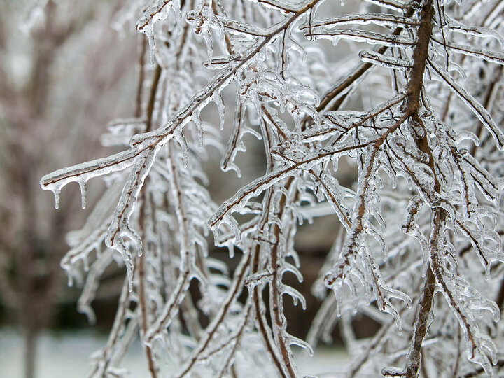 Image of ice on tree branch. 