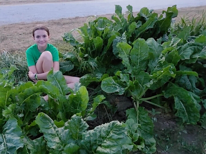 Image of youth participating growing sugar beets for the Special Agronomy Project. 