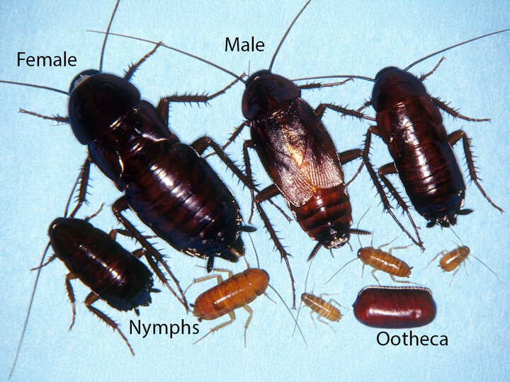 Image of Oriental roach life stages.