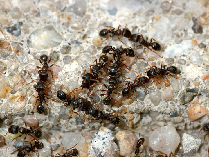 Image of pavement ants. 