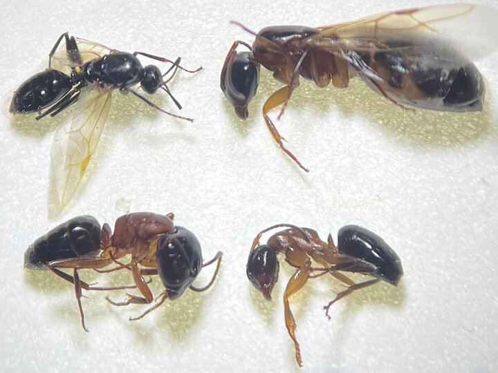 Image of red and black carpenter ants.