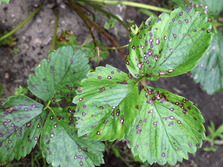 Image of strawberry leafspot. 