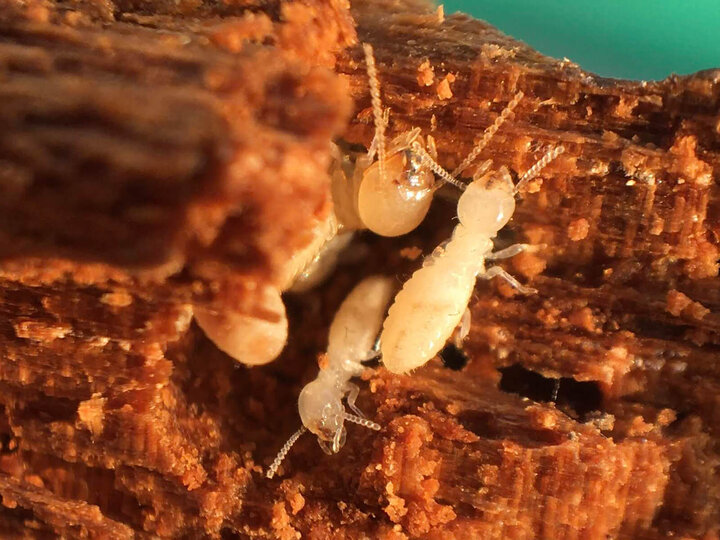 Image of termite workers. 