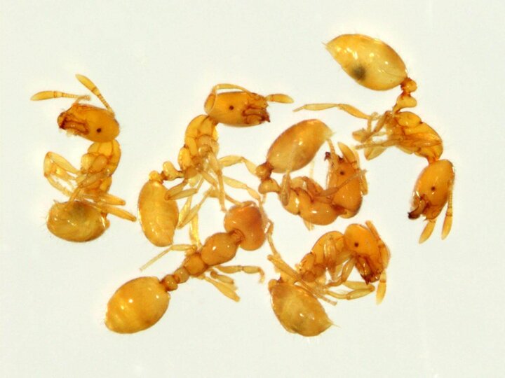 Image of thief ants. 