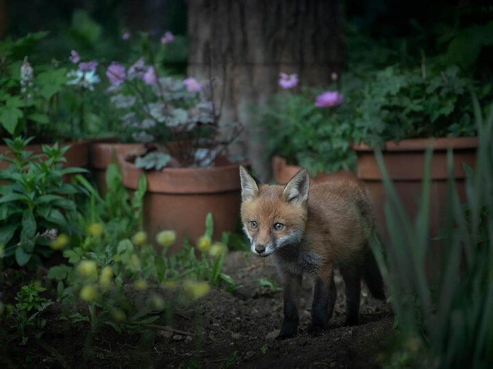 Image of a fox living in an urban area. 