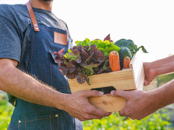 Image of vegetable grower. 