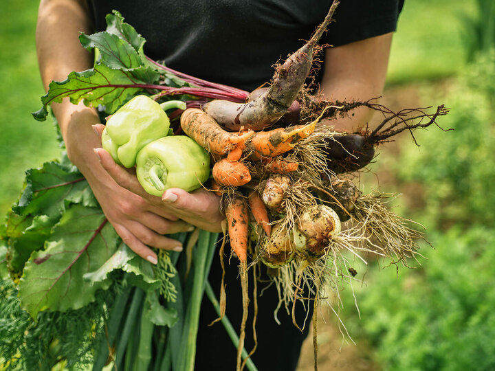 Image of volunteer in vegetable garden. 