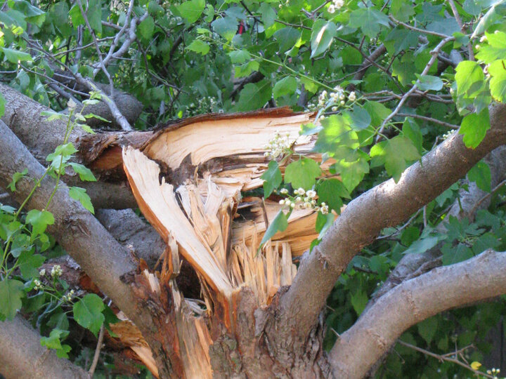 Image of wind damage in tree. 