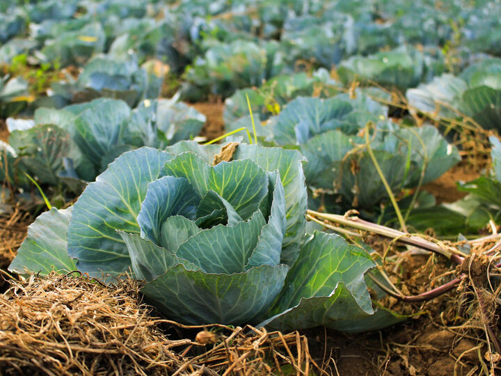 Image of cabbage in field production. 