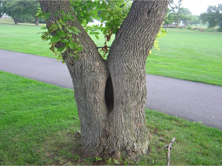 tree with two large trunks at the same size with a crack in between