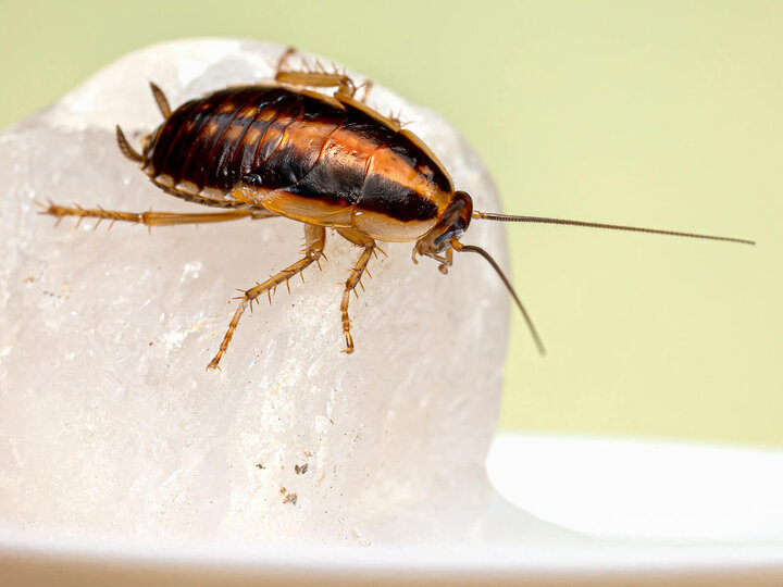 Image of a cockroach