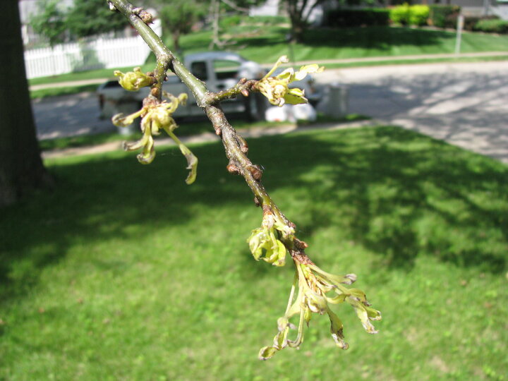 blackened, damaged new leaves on a tree