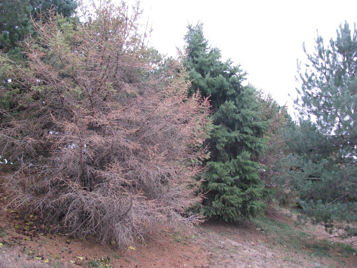 dead tree next to living one 