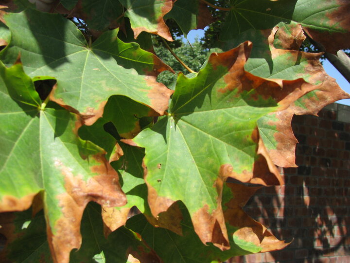 tips of maple leaves turning brown